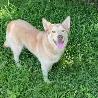 Willow